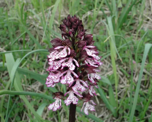 Un'orchidea purpurea, con petali bianchi maculati di viola, si erge su uno stelo scuro tra l'erba verde.