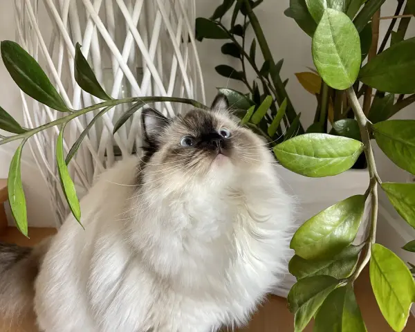 Puszysty ragdoll z niebieskimi oczami, ciekawie spogląda na liście rośliny. Ile żyje taki kot?