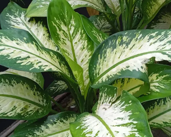 Plantas de interior que no necesitan luz, con hojas grandes y verdes con manchas blancas.