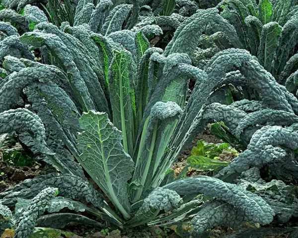 Un campo rigoglioso di cavolo nero, con le sue foglie scure e rugose che si ergono verso il cielo, pronte per essere raccolte.