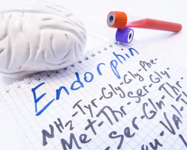 Model mózgu, probówki i notatnik z zapisanym słowem "Endorfiny" oraz ich strukturą chemiczną.