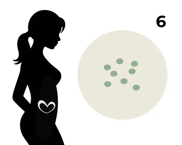 Silhouette einer schwangeren Frau mit einem Herzsymbol im Bauch. Daneben eine runde Fläche mit der Zahl 6 und mehreren kleinen grünen Punkten, die eine Schwangerschaft in der 6. SSW symbolisieren.