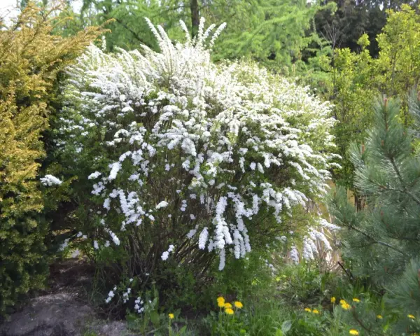 Prachtspiere schneiden: üppig blühender Strauch mit weißen Blüten, daneben eine gelbgrüne Konifere und Kiefernzweige.