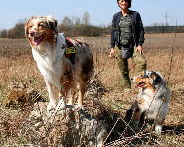 Dwa psy rasy australian shepherd, jeden rudy, drugi niebieski, stoją na łące obok kobiety w moro.