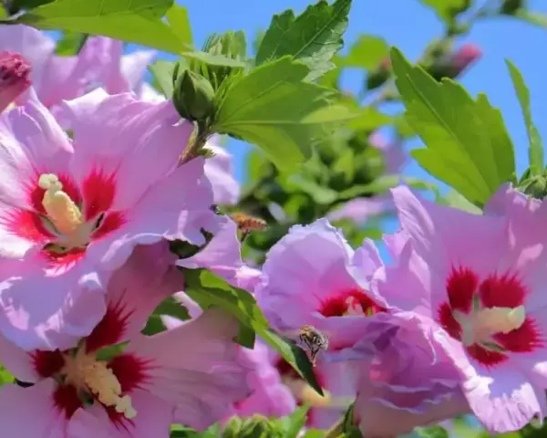 Kiedy sadzić hibiskusa ogrodowego, aby uniknąć niepowodzeń w uprawie?