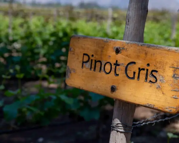 Drewniana tabliczka z napisem "Pinot Gris" na tle winnicy. Prawidłowa pinot grigio wymowa jest kluczem do docenienia tego wina.