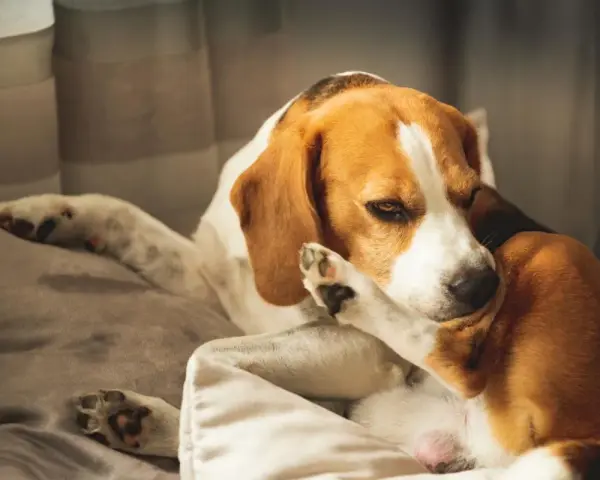 Un beagle se rasca la cara con la pata, quizás por culpa de unas chinches.