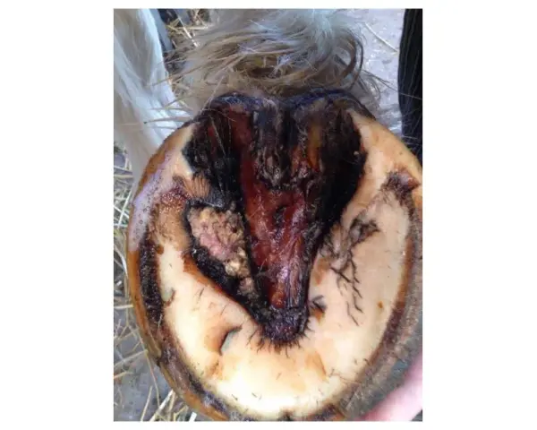 Sabot de cheval affecté par un crapaud, montrant une nécrose et une inflammation.