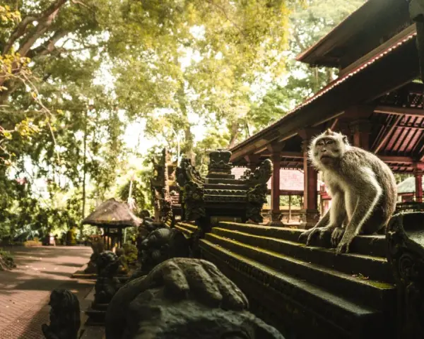 Małpi las w Ubud: małpa siedzi na kamiennych schodach przed świątynią, otoczona bujną zielenią.