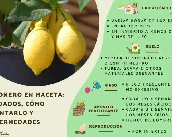 Limonero en maceta: cuidados, cómo plantar un limonero, ubicación, suelo, riego, abono y reproducción.
