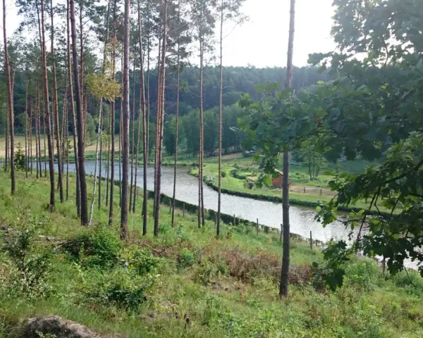 Malownicze jezioro Wilcze otoczone lasem sosnowym, z widocznym małym domkiem i kilkoma osobami spacerującymi nad wodą.