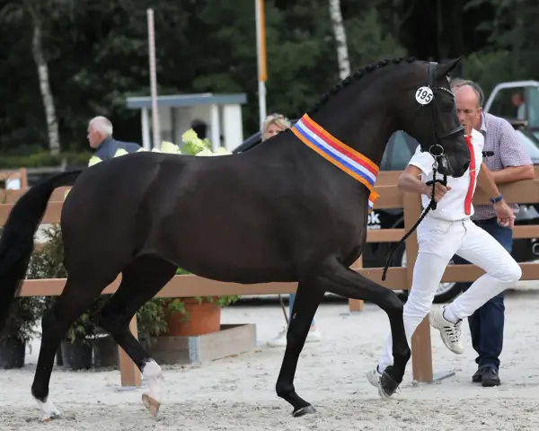 Un magnifique étalon CCE noir, portant une cocarde tricolore, est présenté par son handler.