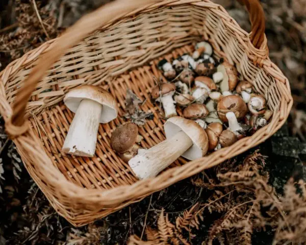 Gdzie na grzyby Kołobrzeg - najlepsze miejsca na udane zbiory