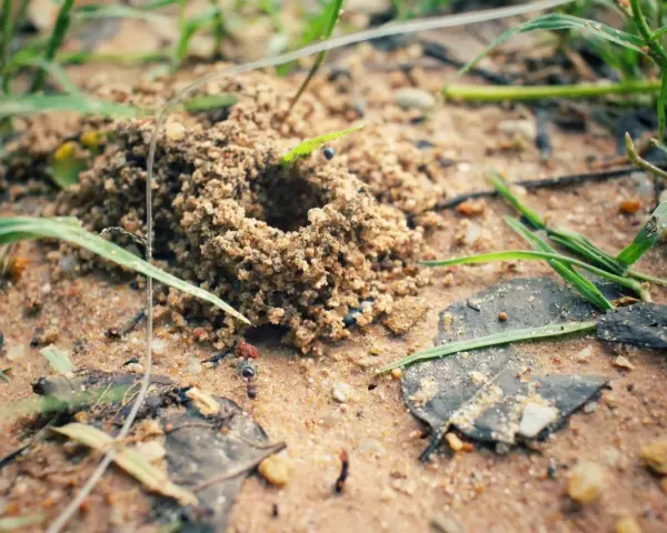 Mrówka, naturalny wróg mrówek, czai się przy wejściu do mrowiska.