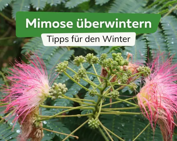 Zwei zarte, rosafarbene Mimosenblüten mit vielen feinen Staubfäden und grüne Knospen vor einem Hintergrund aus grünen Blättern. Tipps zur Mimose Pflege im Winter.