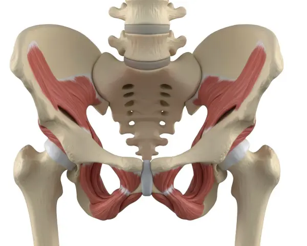 Anatomical model showing the pelvic bones and muscles, including the deep muscles of the pelvic floor, which are crucial for supporting the organs of the pelvis.