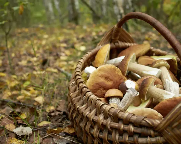 Panier rempli de champignons cueillis lors de la saison champignon. Les feuilles d'automne jonchent le sol de la forêt.