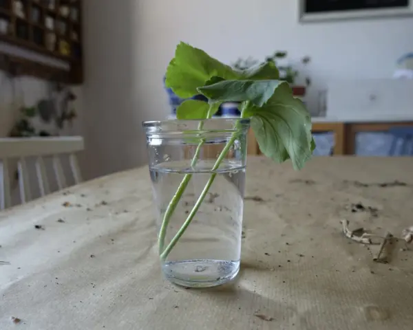 Rozmnażanie pelargonii po zimie: ukorzenianie sadzonek w wodzie. Zielone łodygi z liśćmi w szklance z wodą na stole.
