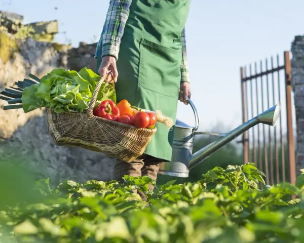 Un contadino porta un cesto di verdure fresche, tra cui lattuga e peperoni, e un annaffiatoio. La scena evoca la bellezza della raccolta di giugno.