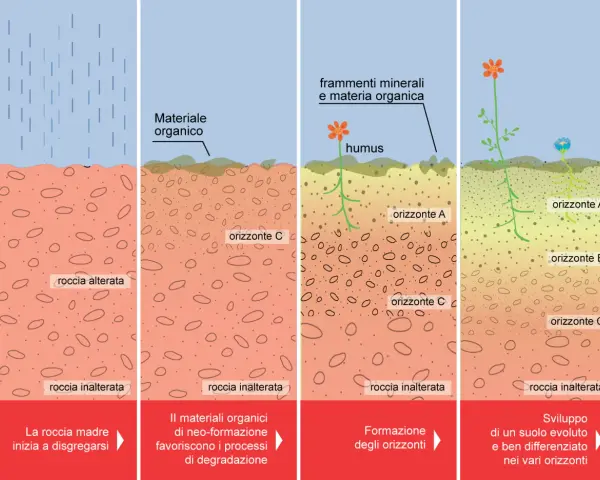 Evoluzione del suolo: dalla roccia madre alla formazione di humus e orizzonti, con acidi umici che nutrono la vita.