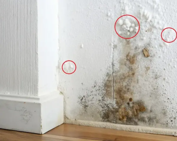 Schimmelbefall an einer weißen Wand, mit roten Kreisen, die kleine weiße Schimmelpunkte markieren.