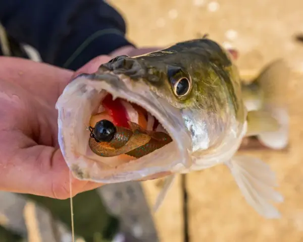 Zander mit einem Gummifisch im Maul, der zeigt, warum diese Köder die besten Gummifische Zander sind.