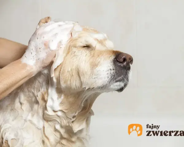 Piesek w pianie podczas kąpieli. Pamiętaj, czym przemywać psu oczy, by były zdrowe i czyste.