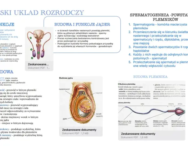 Męski układ rozrodczy: budowa jąder, powstawanie plemników i budowa plemnika.