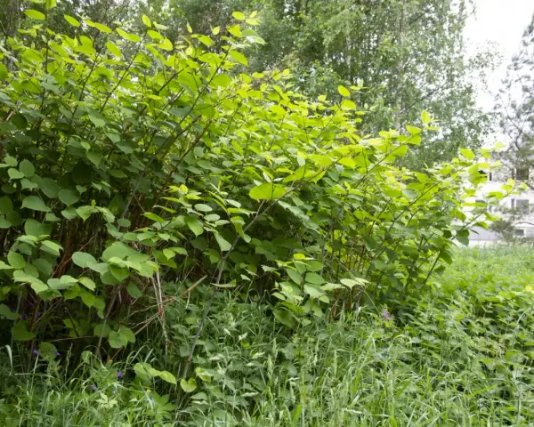 Tätt växande ormrot, en invasiv art, breder ut sig med sina stora gröna blad.