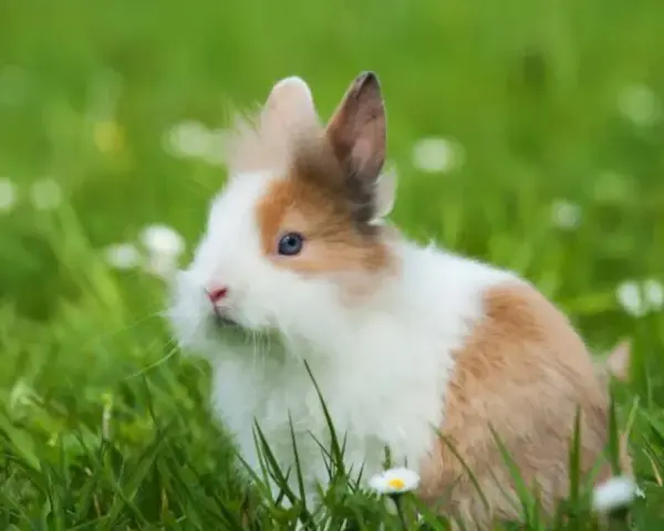 Ile kosztuje królik w sklepie zoologicznym? Ceny, które musisz znać