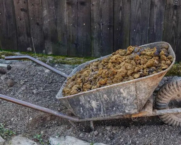 Brouette remplie de fumier de cheval, riche en valeur NPK pour le jardin.