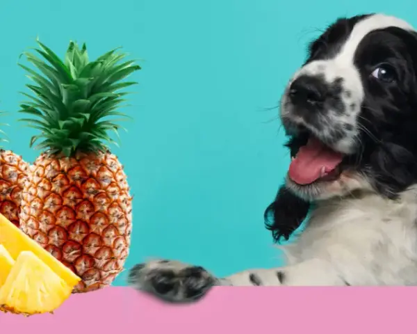 Czy pies może jeść ananasa? Bezpieczne sposoby na podanie owocu