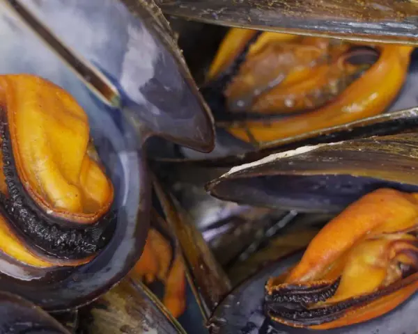 Primer plano de mejillones al vapor, con sus carnosas y anaranjadas partes visibles dentro de las conchas oscuras.