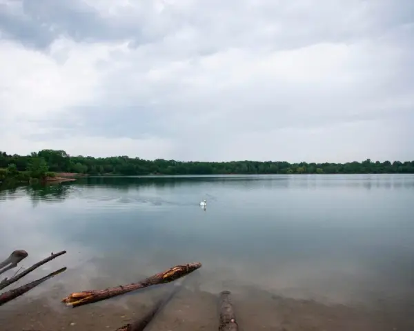 Ein Schwan schwimmt auf dem ruhigen Kiesgrubensee Gremberghoven, umgeben von grünen Bäumen unter einem bewölkten Himmel.