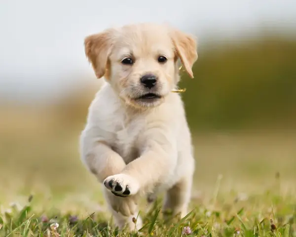 Ile waży szczeniak golden retriever? Sprawdź, jak rośnie Twój pupil
