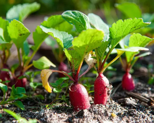 Young radishes with bright green leaves emerging from the soil. A perfect example of what to grow in a garden for a quick harvest.