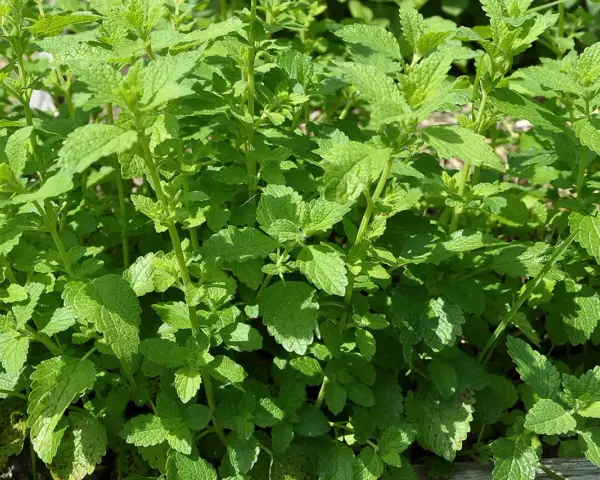 Ein dichtes Beet mit frischer Zitronenmelisse, bereit zum Ernten und **zitronenmelisse trocknen** für Tee.