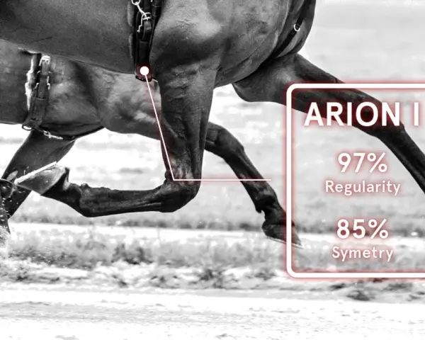 L'allure cheval est analysée : 97% de régularité et 85% de symétrie.