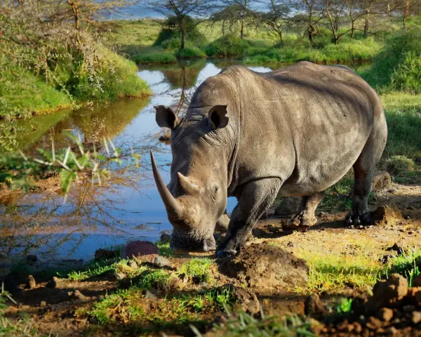 Nosorożec pije wodę nad brzegiem jeziora Nakuru. W tle drzewa i trawa.