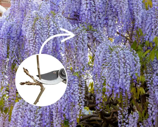 Piękna wisteria w pełnym rozkwicie. W okręgu sekator przycina gałązkę, pokazując, kiedy kwitnie wisteria i jak o nią dbać.