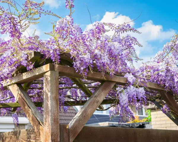 Üppige, winterharte Kletterpflanzen mit lila Blüten hängen von einer Holzpergola unter blauem Himmel.