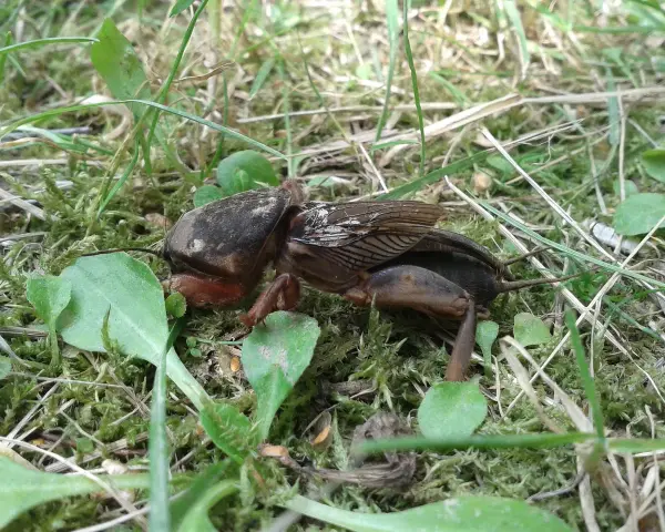 Turkuć podjadek, z widocznymi skrzydłami i odnóżami, leży na mchu. Jego ugryzienie może być bolesne.
