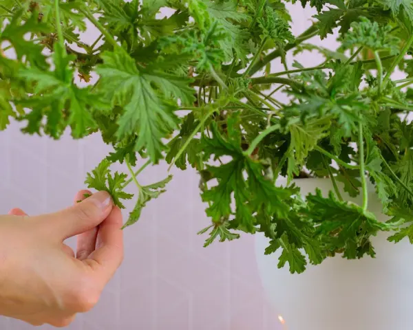 Dłoń zbiera liście geranium, które posłużą do przygotowania nalewki z geranium na stawy.