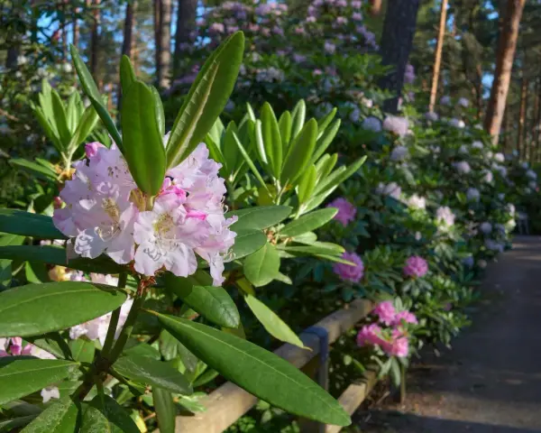 Delikatne różowe kwiaty rododendrona na tle lasu. Zastanawiasz się, co posadzić obok rododendrona? Warto wybrać rośliny o podobnych wymaganiach glebowych i świetlnych.