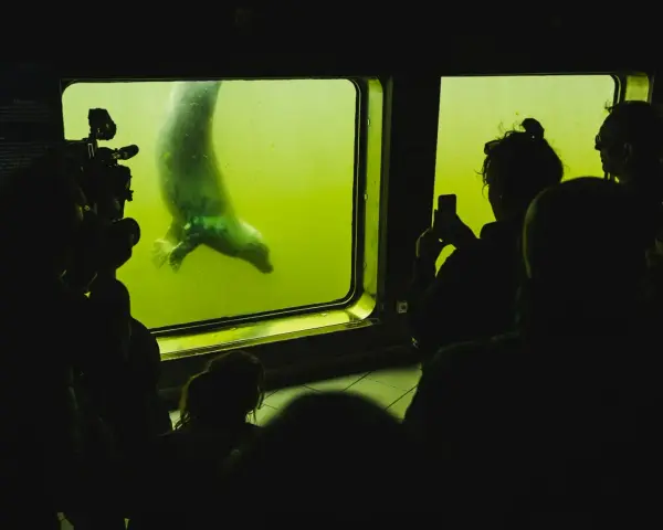 Fokarium w Helu: widzowie obserwują i filmują foki podczas karmienia.