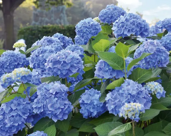 Prächtige blaue Hortensienblüten im Garten. Mit der richtigen Hortensien Pflege werden sie zu einem echten Hingucker.