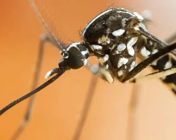 Primer plano de un mosquito tigre, una plaga que transmite enfermedades. Sus patas y cuerpo negro con rayas blancas son visibles.