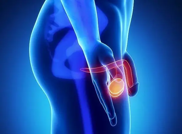 Czy mężczyzna ma jajniki? Odkryj prawdę o anatomii płciowej