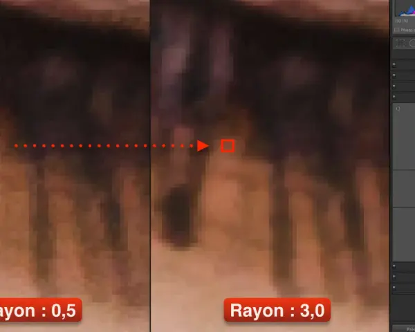 Comparaison de la netteté photo gratuit : rayon 0,5 vs 3,0. Zoom sur des cils, montrant l'impact du réglage du rayon sur la netteté.