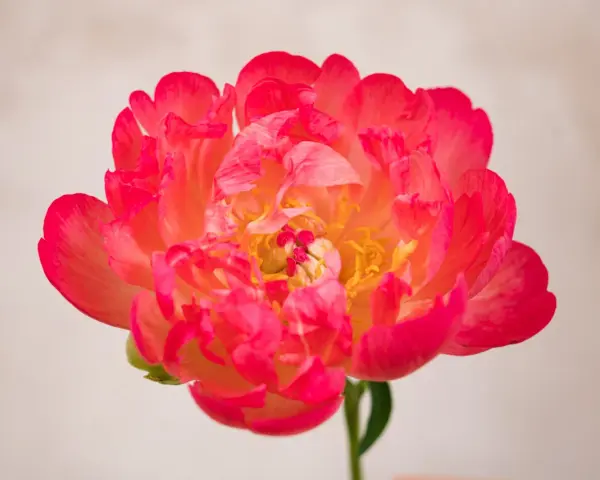 Peonía coral vibrante, símbolo de prosperidad y romance. Su exuberante belleza evoca el peonias significado de buena fortuna y felicidad.